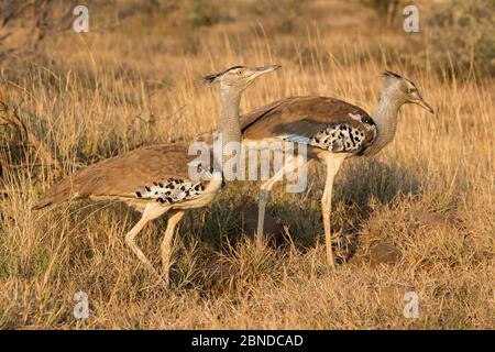 Kori bustards (Ardeotis kori), coppia, Kruger National Park, Sudafrica, maggio Foto Stock