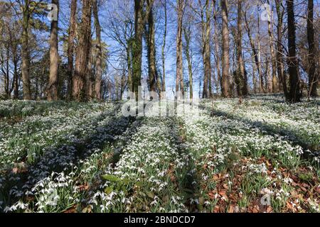 Nevicate (Galanthus nivalis) nel paesaggio boschivo, Norfolk, UK, febbraio Foto Stock