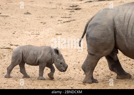 Rinoceronte bianco (Ceratotherium simum) vitello, Mkhuze Riserva gioco, KwaZulu Natal, Sudafrica, giugno Foto Stock