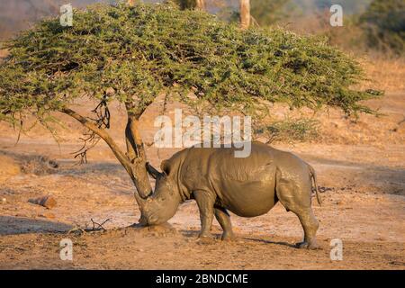 Rinoceronte bianco (Ceratotherium simum), Riserva di gioco di Hluhluwe-iMfolozi, KwaZulu Natal, Sudafrica, giugno Foto Stock