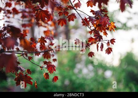 Bei rami di un acero norvegese (Re Crimson, Goldsworth Purple) alla luce del sole. Sfondo della città. Foto Stock