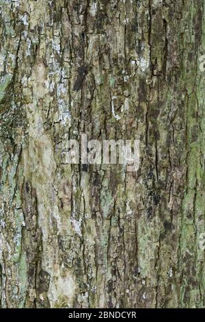 Corteccia di acero di campo maturo (Acer campestre). Cambridgeshire, Regno Unito, settembre. Foto Stock