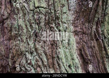 Primo piano di un albero di quercia inglese veterano (Quercus robur), che mostra l'area di legno morto.Sherwood Forest National Nature Reserve, Nottinghamshire, Regno Unito. Ottobre Foto Stock