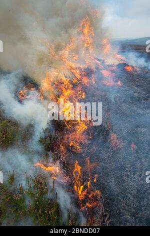 Combustione controllata di erica Erica, Derwent Edge, Parco Nazionale di Peak District, Derbyshire, Regno Unito. Ottobre 2015. Foto Stock