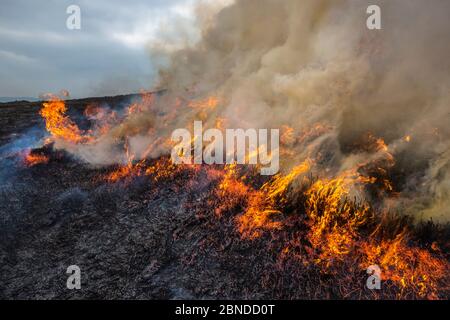 Combustione controllata di erica Erica, Derwent Edge, Parco Nazionale di Peak District, Derbyshire, Regno Unito. Ottobre 2015. Foto Stock