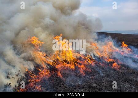 Combustione controllata di erica Erica, Derwent Edge, Parco Nazionale di Peak District, Derbyshire, Regno Unito. Ottobre 2015. Foto Stock