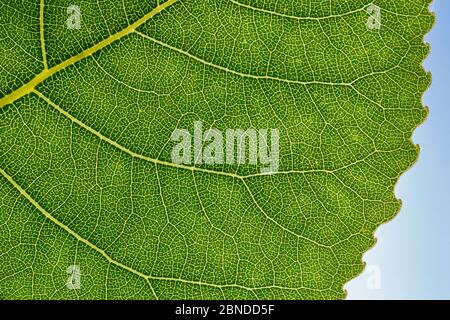 Ibridi di pioppo nero (Populus x canadensis) foglie dettaglio mostrante venatura. Cambridgeshire, Regno Unito. Settembre. Foto Stock