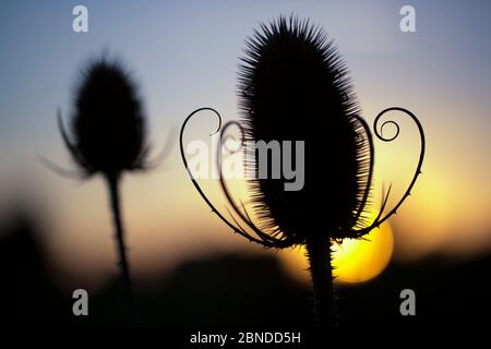 Testa di mare di teasel (Dipsacus fullonum) silhouette al tramonto. Peak District National Park, Derbyshire, Regno Unito. Settembre. Foto Stock