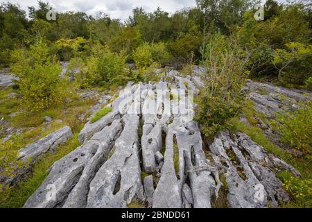 Pavimentazione in pietra calcarea, Gait Barrows National Nature Reserve, Lancashire, Regno Unito. Settembre. Foto Stock