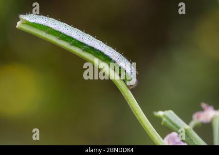 Orange punta farfalla caterpillar (Andhocaris cardamines) che si nutrisce di cucù fiore / Lady's Smok (Cardamine pratensis), Peak District National Park, Foto Stock