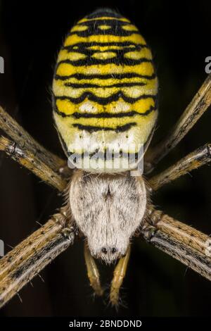 WASP ragno (Argiope bruennichi) femmina, Dorset, Regno Unito. Agosto. Specie invasive. Foto Stock