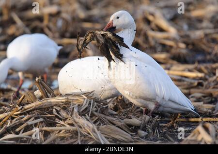 Maggiore oca di neve (Chen Caerulescens) che forava su grano di spreco in un campo agricolo. Montezuma National Wildlife Rescue, New York, Stati Uniti. Marzo. Foto Stock