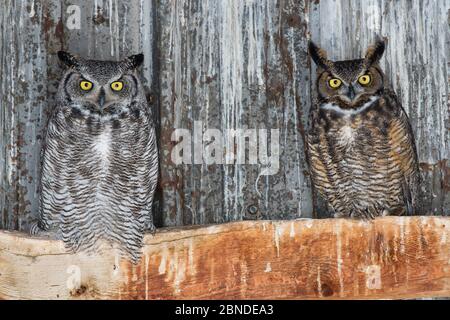 Grandi gufi corni (Buzo virginianus) che girovagano in un fienile abbandonato. Idaho, Stati Uniti. Febbraio. Foto Stock
