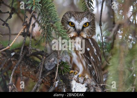 Gufo di sega settentrionale (Aegolius acadicus) che arrostiscono con preda. Washington, Stati Uniti. Febbraio. Foto Stock