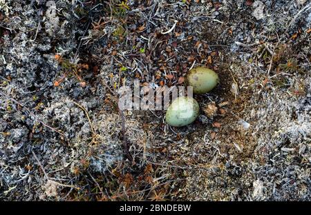 jaeger (Stercorarius longicaudus) nido e uova in tundra. Riserva naturale nazionale del Delta di Yukon, Alaska, Stati Uniti. Maggio. Foto Stock