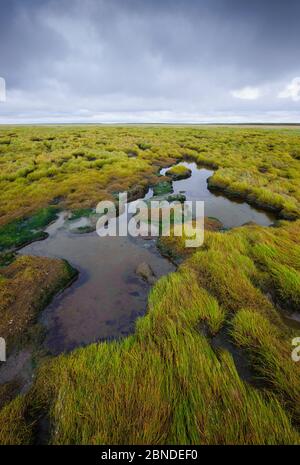 Marea bordo tundra cercando di navigazione dal mare di Bering. Yukon Delta National Wildlife Refuge, Alaska, Stati Uniti d'America. Settembre. Foto Stock