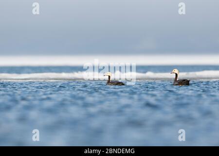 L'oca Imperatore (Chen canagica) che nuota in una laguna costiera parzialmente congelata sui terreni di nidificazione. Chukotka, Russia. Giugno. Foto Stock