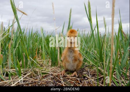 Grus canadensis (Grus canadensis canadensis), gru di sabbia "Lesser" di nuova produzione, sui terreni di allevamento russi. Chukotka, Russia. Luglio. Foto Stock