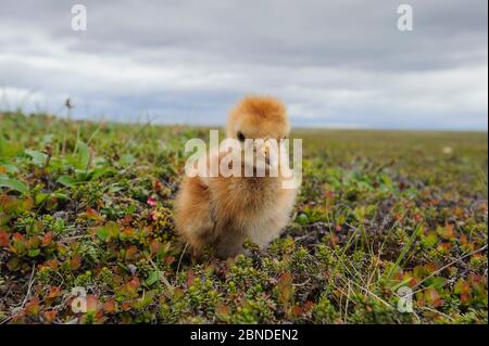 Grus canadensis (Grus canadensis canadensis), gru di sabbia "Lesser" di nuova produzione, sui terreni di allevamento russi. Chukotka, Russia. Luglio. Foto Stock