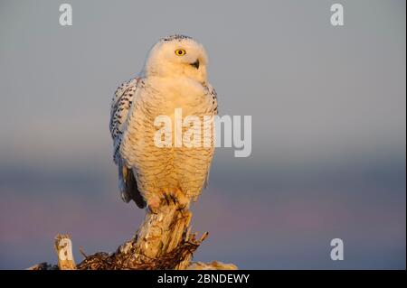 Gufo innevato (Bubbo scandiacus) durante l'aumento del numero e della gamma di gufo innevato. Boundary Bay, Canada. Marzo. Foto Stock