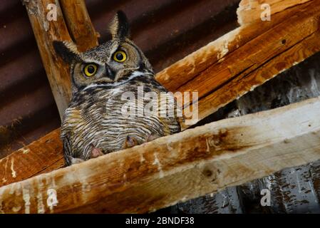 Grande gufo cornato (Buzo virginianus) che rosticava in un fienile abbandonato. Idaho, Stati Uniti. Aprile. Foto Stock