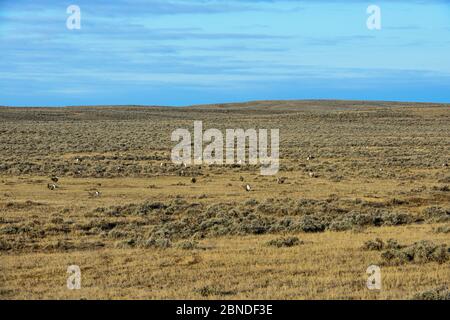 Maggiore salvia-grouse (Centrocercus urofasianus) lek. Sublette County, Wyoming. Aprile. Foto Stock