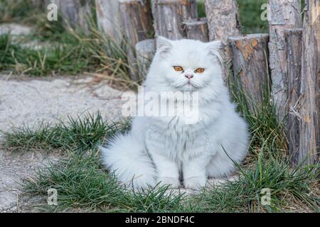 Il persiano è un gatto nativo dei gatti persiani o iraniani sono stati nutriti in paesi in Europa e in America per quasi un centinaio di anni. Foto Stock