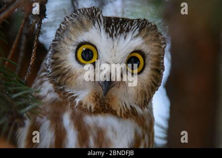 Gufo di sega settentrionale (Aegolius acadicus) che arrostiscono. Washington, Stati Uniti. Febbraio. Foto Stock