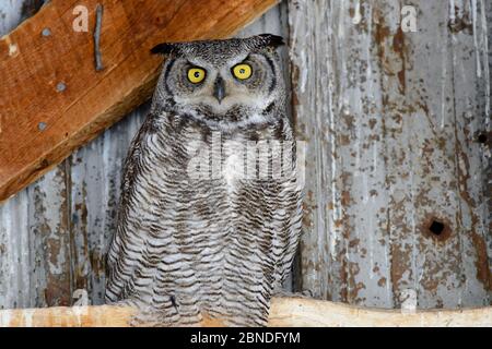 Grande gufo cornato (Buzo virginianus) femmina che arrostì in un fienile abbandonato. Idaho, Stati Uniti. Febbraio. Foto Stock