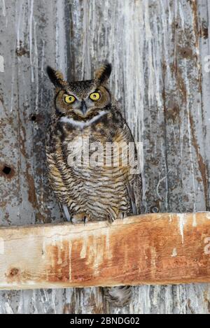 Grande gufo cornato (Buzo virginianus) che rosticava in un fienile abbandonato. Idaho, Stati Uniti. Febbraio. Foto Stock