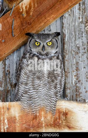 Grande gufo cornato (Buzo virginianus) femmina che arrostì in un fienile abbandonato. Idaho, Stati Uniti. Febbraio. Foto Stock