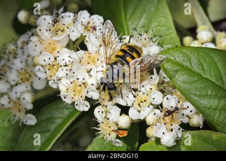 Hoverfly (Myathropa florea) che si nuota sul fiore di Cotoneaster in giardino, Cheshire, Inghilterra, UK, giugno. Foto Stock