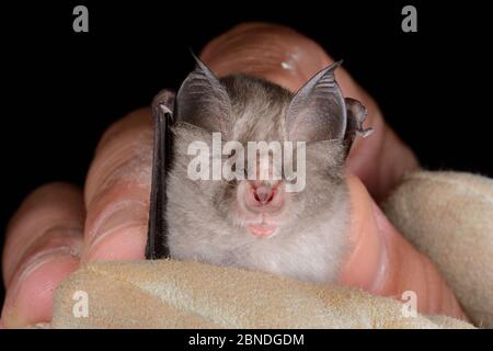 Il pipistrello a ferro di cavallo minore (Rhinolophus hipposideros) si è svolto durante un'indagine autunnale condotta dal Wiltshire Bat Group, vicino a Box, Wiltshire, UK, Septemb Foto Stock