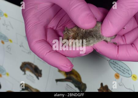 Membro del Wiltshire Bat Group che identifica il bat di Daubenton (Myotis daubentonii) con chiave illustrata durante un sondaggio autunnale di sciaratura gestito dal Wi Foto Stock