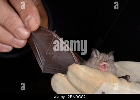 Il pipistrello minore (Rhinolophus hipposideros) tenuto per ispezionare la sua ala durante un'indagine autunnale di sciaratura dal gruppo Wiltshire Bat, vicino a Box, Wiltsh Foto Stock