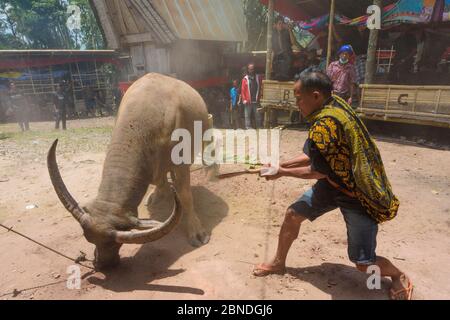 Funerale Toraja a Buntao, Sulawesi del Sud, Indonesia. L'uccisione di un bufalo d'acqua. Foto Stock