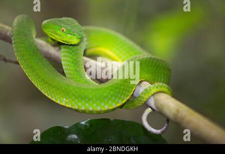 Vipera di albero bianco-lipped / verde (Cryptelytrops albolabris) Parco Nazionale di Khao Yai, Thailandia. Foto Stock