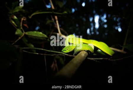 Vipera di albero bianco-lipped / verde (Cryptelytrops albolabris) , Parco Nazionale di Khao Yai, Thailandia. Foto Stock