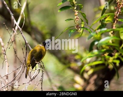 Il bulbul dal crestato nero (Pycnonotus melanicterus), Parco Nazionale di Khao Yai, Tailandia. Foto Stock