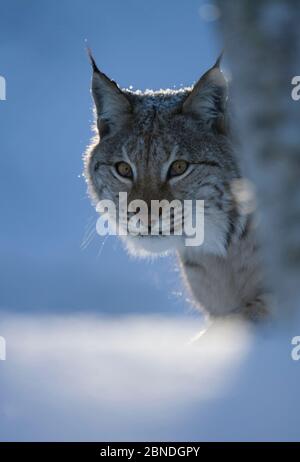 Lince eurasiatica (lince lince lince) ritratto in inverno, prigioniero. Norvegia. Marzo. Foto Stock