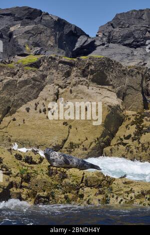 Foca grigia per adulti (Helichoerus grypus) che riposa su rocce offshore a bassa marea, le Carraces, St.Ives, Cornovaglia, Regno Unito, giugno. Foto Stock