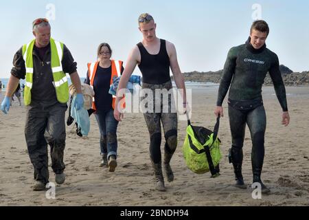British Divers Marine Life Rescue Animal Medicos Simon Dolphin e Michelle Clement accompagnando persone che portano un cucito grigio ferito (Halichoerus Foto Stock