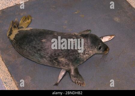 Ammalato, ferito cucciolo di foca grigio (Herichoerus grypus) 'Boggle' con la maggior parte del suo cappotto bianco del bambino molled via, recuperando dopo il trattamento ed essendo svezzato sopra Foto Stock