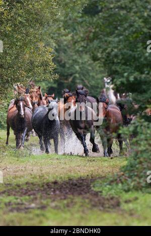 I pony della New Forest stanno arrotondando in su, Wiers vicino Brockenhurst, Parco Nazionale della New Forest, Hampshire, Inghilterra, Regno Unito, settembre. Foto Stock