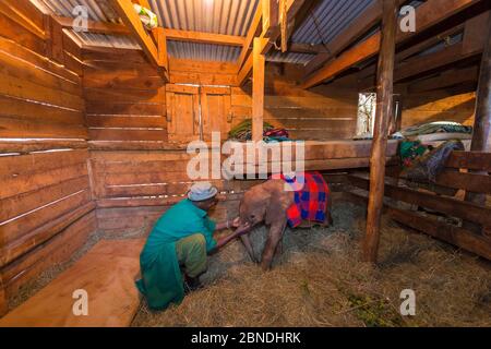 Custode con giovane elefante africano (Loxodonta africana) vitello al David Sheldrick Afro Elephant Orphanage. Nairobi National Park, Nairobi, Kenya. Foto Stock