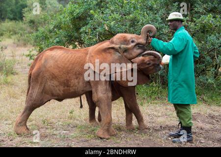 Bottiglia di guardiano che alimenta i giovani elefanti africani orfani (Loxodonta africana) dopo averla nutrita, David Sheldrick African Elephant Orphanage. Nairobi Nation Foto Stock