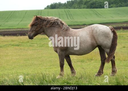 Raro Lietuvos Sunkiuju Arkliu cavallo pesante mare in piedi allarme in campo, Babtai, Lituania. Giugno. Foto Stock