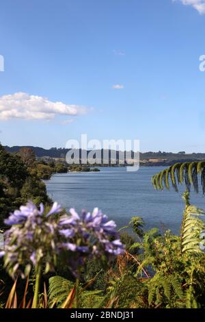 Lago Rotorua. Cigni neri sul lago tranquillo fotografato vicino a Ngongotaha, Bay of Plenty, North Island, Nuova Zelanda. Nessuna gente Foto Stock