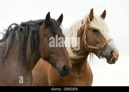 Ritratto di due rarissime mares di cavalli pesanti Lietuvos Sunkiuju Arkliu, Babtai, Lituania. Foto Stock