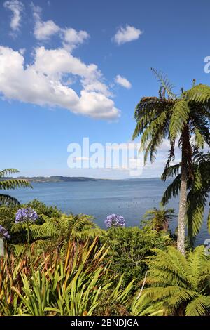 Lago Rotorua. Cigni neri sul lago tranquillo fotografato vicino a Ngongotaha, Bay of Plenty, North Island, Nuova Zelanda. Nessuna gente Foto Stock